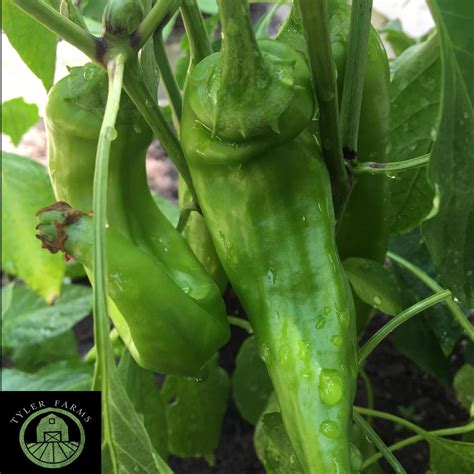 hatch new mexico green chile seeds|guajillo pepper seeds for sale.